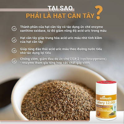 Viên uống hạt cần tây Goodhealth Celery 12000 60v- Giảm nhanh cơn đau Gout, kiểm soát Axit uric và mỡ máu [CHÍNH HÃNG]