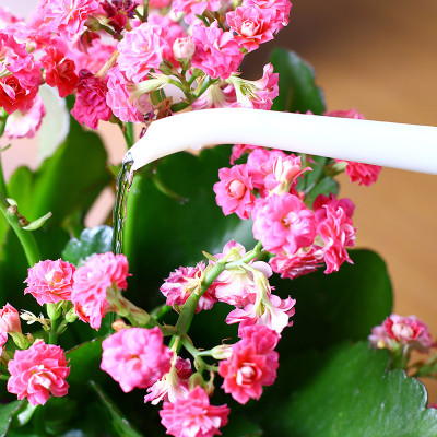 Bình tưới cây Nakaya Waterring Pot 850ml - Hàng nhập khẩu nội địa Nhật Bản