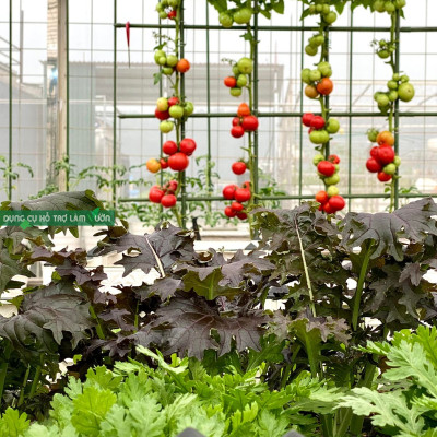 10 ống thép bọc nhựa phi 20 dài 270cm chuyên dùng làm giàn cho cây leo dùng bền từ 5 năm ở nhiệt độ ngoài trời dụng cụ làm vườn nhật bản Daim