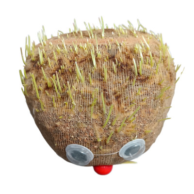 Búp bê đầu cỏ sản phẩm trang trí phòng khách bàn làm việc hoặc cho trẻ chăm sóc cây khám phá sự phát triển của cây hướng trẻ yêu thiên nhiên