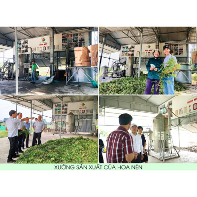 Trám Du Cao - Hoa Nén - 20g - Cao tinh dầu Tràm Huế