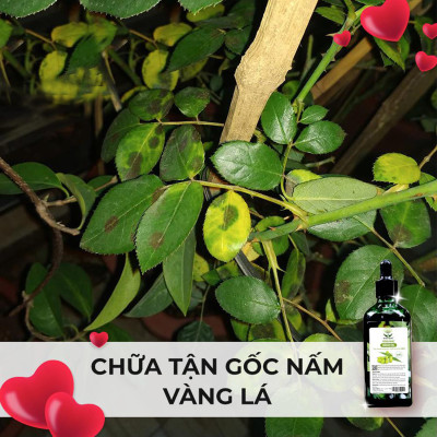 Combo Dầu Neem và Phân bón đậu nành Humic DOCNEEM hữu cơ, trị sâu bệnh kích chồi hoa hồng chuẩn form chai 100ml và 1 lít