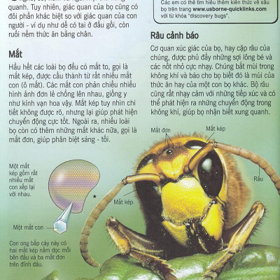 Bách Khoa Tri Thức Về Khám Phá Thế Giới Cho Trẻ Em - Các Loài Sâu Bọ (Tái Bản)