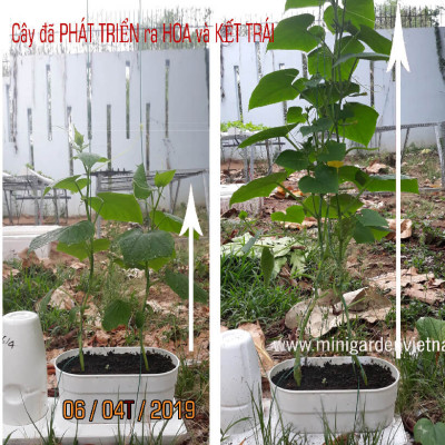 2 SET Trồng Rau Tự Dưỡng cao cấp Nhập Khẩu Bồ Đào Nha Basic dành cho người bận rộn không có thời gian tưới rau hàng ngày 