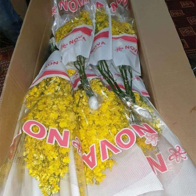 Set 2kg Dung Dịch Xử Lý Hoa Lan Vũ Nữ Tươi Lâu Longlife SG Israel - Food For Cut Flower (1kg pha được 100L dung dịch) là dung dịch trong TIP Nhựa bảo quản Hoa Lan Vũ Nữ cắt cành tươi lâu