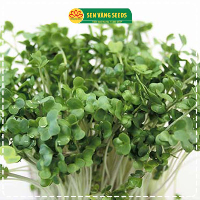 Hạt Giống Rau Mầm Bông Cải Xanh Broccoli - Hạt chắc, nảy mầm khỏe, siêu dinh dưỡng - HẠT GIỐNG SEN VÀNG