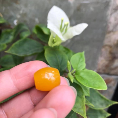 MẶT DÂY CHUYỀN HẠT LU THỐNG CHẤT LIỆU ĐÁ MÃ NÃO MÀU VÀNG TƯƠI LẠ ĐẸP Size Dài 14mm x dầy 13mm