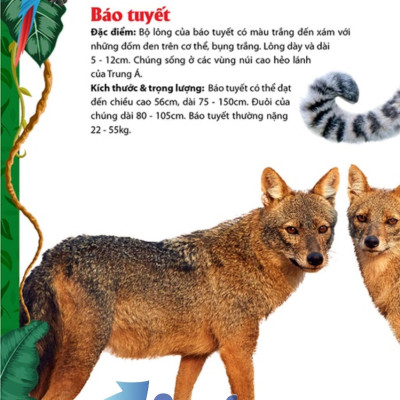 Khám Phá Động Vật 5 Châu - Châu Á 