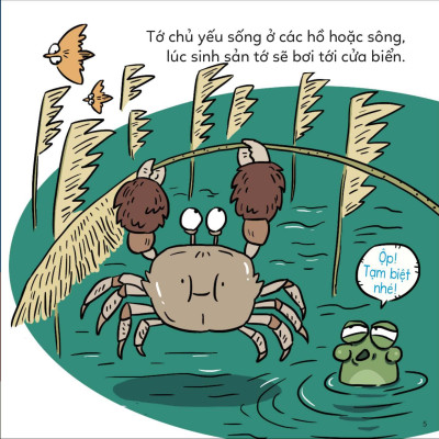 Đố Em Phân Biệt! - Cua Bơi Và Cua Lông