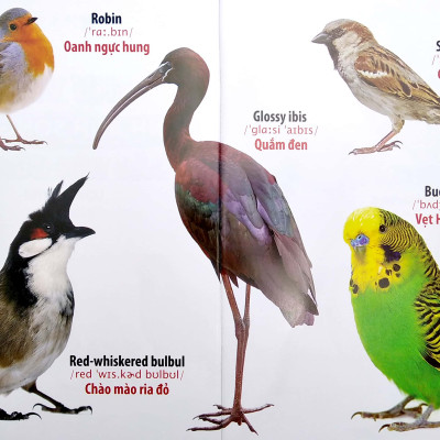 Thư Viện Hình Ảnh Song Ngữ Đầu Tiên Của Bé - Loài Chim - VT