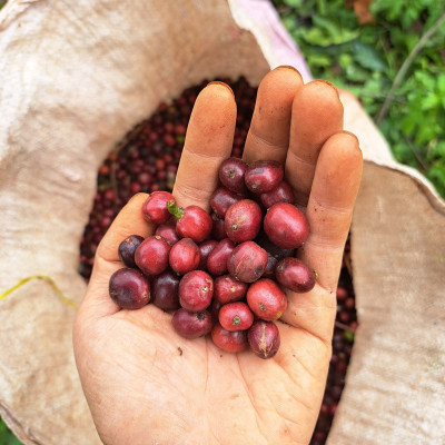 Túi Cà Phê Impact Fine Robusta Dak Lak 500g