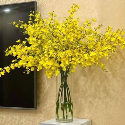 Set 2kg Dung Dịch Xử Lý Hoa Lan Vũ Nữ Tươi Lâu Longlife SG Israel - Food For Cut Flower (1kg pha được 100L dung dịch) là dung dịch trong TIP Nhựa bảo quản Hoa Lan Vũ Nữ cắt cành tươi lâu