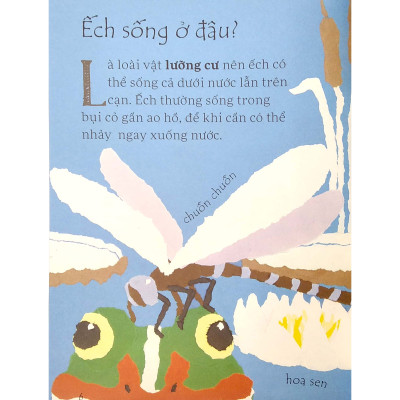 Nòng Nọc Hóa Ếch Như Thế Nào?