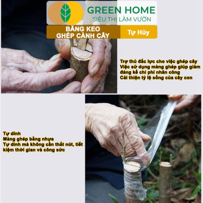 Keo Ghép Cành GreenHome, Dụng cụ làm vườn, Bảo Vệ Mối Ghép Nhanh Liền, Tự Dính, Tự Huỷ, Dễ Sử Dụng