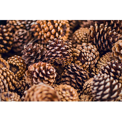 Quả thông khô trang trí Noel - Cây giả, hoa lụa trang trí nhà cửa