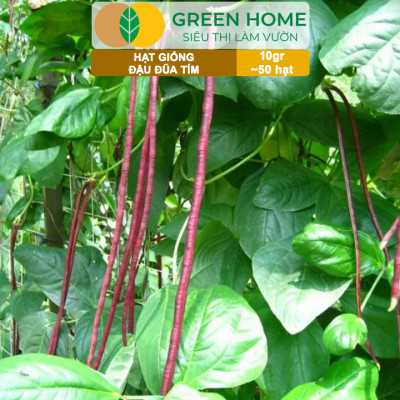 Hạt Giống Đậu Đũa Tím, Greenhome, Gói 10GR~50 hạt, Dễ Trồng Quanh Năm, Nảy Mầm Cao, T38