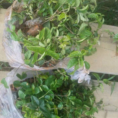 CHÈ DÂY RỪNG NGUYÊN CHẤT MẸ KEN (1kg)
