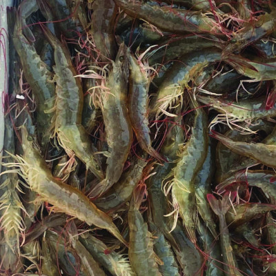 SỰ KẾT HỢP HOÀN HẢO CỦA ACID AMIN, VITAMIN VÀ SORBITOL GIÚP TĂNG CƯỜNG CHỨC NĂNG GIẢI ĐỘC GAN, NÂNG CAO KHẢ NĂNG TÁI TẠO TẾ BÀO GAN BỊ TỔN THƯƠNG CHO TÔM CÁ MAX LIVER