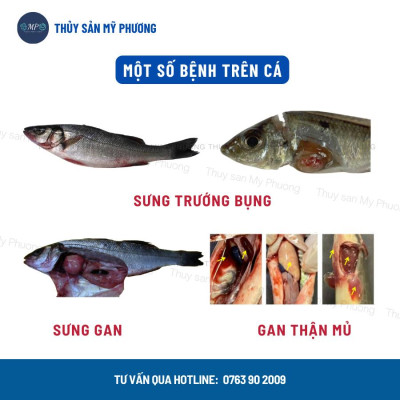 Men tiêu hóa nông to đường ruột men sống ngừa kích thích tăng đề kháng lớn nhanh tăng trọng tôm thẻ cá lươn ếch ốc ba ba