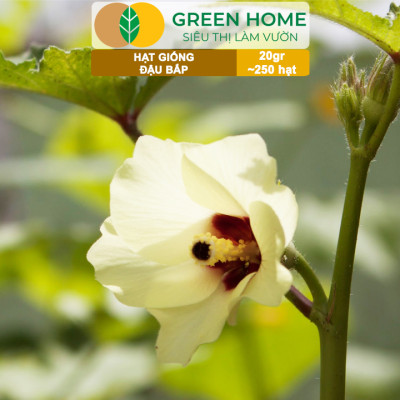 Hạt Giống Đậu Bắp Greenhome, Gói 10gr, Dễ Trồng Quanh Năm, Nảy Mầm Cao, Thu Hoạch Nhanh, Năng Suất Cao T06