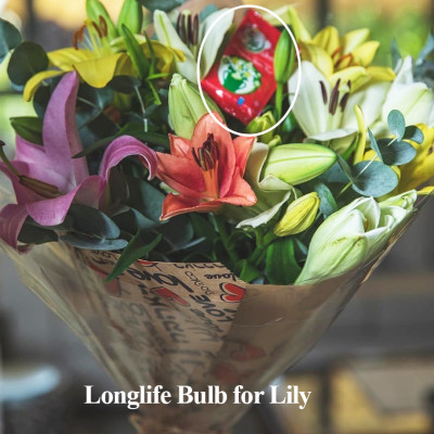 Thuốc cắm hoa Lily lâu tàn nhập khẩu Israel (1 hộp 5 gói  pha 50L nước că) hiệu Longlife Bulbs Premium 2023 giúp hoa tulip và hoa lily tươi gấp 2 lần và 14 ngày không thay nước