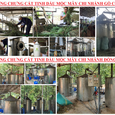 Tinh dầu Hương Nhu 100ml Mộc Mây - tinh dầu thiên nhiên nguyên chất 100% - chất lượng và mùi hương vượt trội - chuyên gia chăm sóc tóc hư tổn