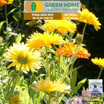 Phân bón NPK 16-12-8-11S+TE Greenhome, Better, Bao 1kg, Phát Triển Nhanh Thân, Cành, Lá, Bộ Rễ