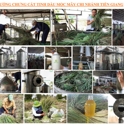 Tinh dầu sả chanh 10ml Mộc Mây - tinh dầu nguyên chất 100% từ thiên nhiên - chất lượng và mùi hương vượt trội