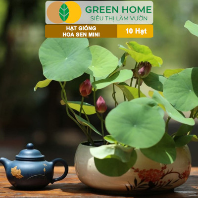 Hạt Giống Hoa Sen Mini GreenHome,  Gói 10 Hạt, Nhiều Màu, Dễ Trồng, Dễ Chăm, Nảy Mầm Tốt H01
