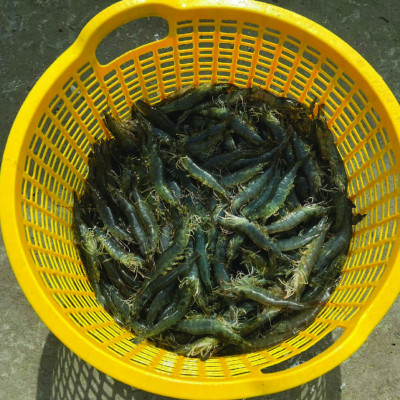 Tăng cường chức năng gan cho tôm MAX LIVER