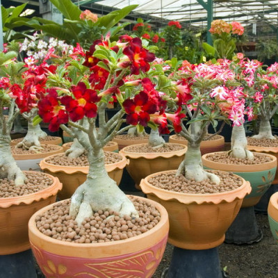 Viên đất sét nung (sỏi nhẹ leca / keramite) popper trồng xương rồng,sen đá, thủy canh, lọc nước THAILAND - 1 lít