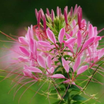 Hạt giống hoa Túy Điệp - Hồng Ri VTP182