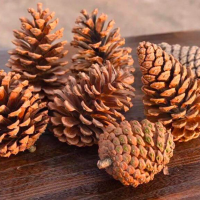 Quả thông khô trang trí Noel - Cây giả, hoa lụa trang trí nhà cửa