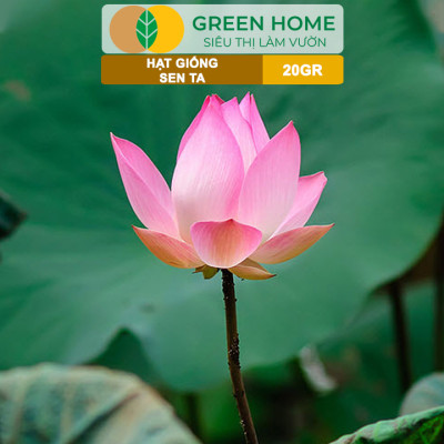 Hạt Giống Hoa Sen Ta GreenHome, Gói 20 Gram, Dễ Trồng, Nảy Mầm Tốt, Bông To, Lá Dày H10