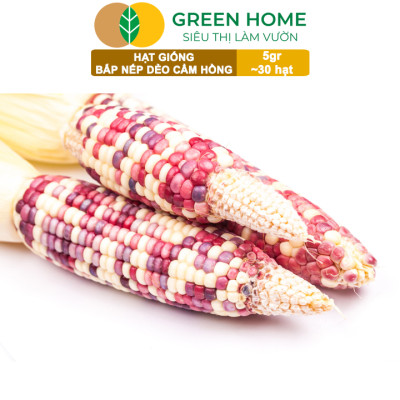 Hạt Giống Bắp Nếp Dẻo Cẩm Hồng, Greenhome, Gói 5GR~30 hạt, Dễ Trồng Quanh Năm, Nảy Mầm Cao, T31