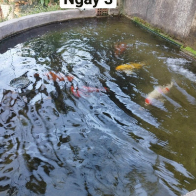 Đèn UV 150W AQUA SUV+ Diệt Khuẩn, Rêu Tảo Hồ Cá Koi , Xử Lý Nước Thải, Nước Sinh Hoạt Trong 7 Ngày