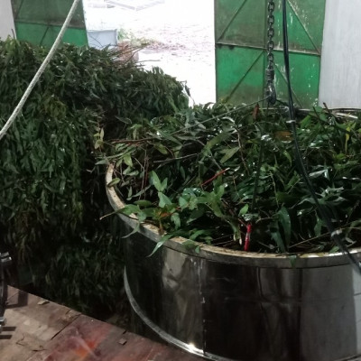 Tinh dầu Khuynh Diệp (bạch đàn) nguyên chất từ thiên nhiên - Mộc Mây