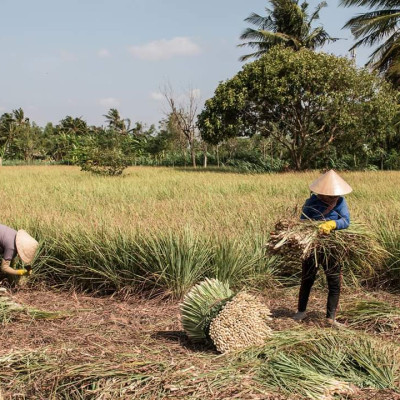Tinh dầu Sả Chanh nguyên chất Mộc Mây - Xuất khẩu Châu Âu, xông phòng, khử mùi, thơm phòng, đuổi muỗi, thư giản