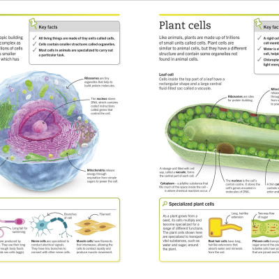 Super Simple Biology: The Ultimate Bitesize Study Guide
