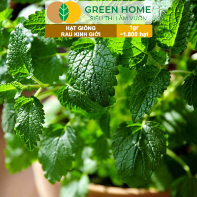 Hạt Giống Rau Kinh Giới, Bao 1gr~1800 hạt, Dễ Trồng, Nảy Mầm Cao, Thu Hoạch Nhanh, Năng Suất Cao G12