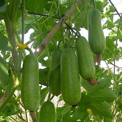 Hạt giống bí đao xanh F1 - Bí chanh giống khỏe trái sai VTP05