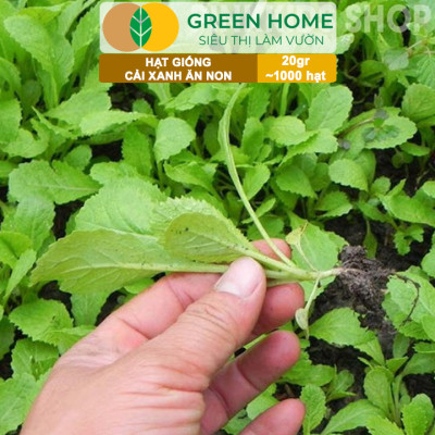 Hạt Giống Rau Greenhome, Ăn Lá, Nhiều Loại, Trồng Chậu, Dễ Trồng, Trồng Quanh Năm, Năng Suất Cao