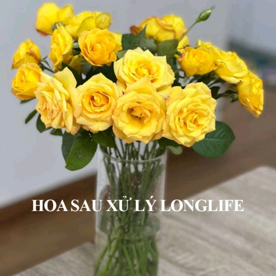 NƯỚC CẮM HOA LÂU TÀN TẠI CHỢ SỈ HOA NHẬP KHẨU ISRAEL, LONGLIFE SL BOOST 2023 (Chai 100ml pha 10L Nước) giúp hoa tươi hơn 2 lần (trên 60%) và 14 ngày không thay nước tại chợ hoa
