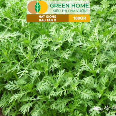 Hạt Giống Rau Tần Ô GreenHome, GÓI 100GR, Cải Cúc Dễ Trồng, Thu Hoạch Nhanh, Năng Suất Cao R34