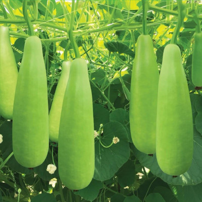 Hạt giống Bầu Xị lai F1 giống khỏe quả to VTP136