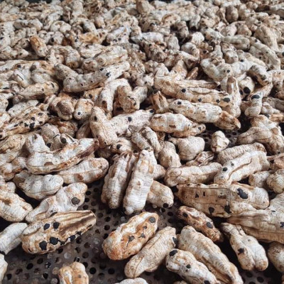 Đặc Sản Kon Tum - Quả Chuối Cô Đơn Khô Hiệu Đặc Sản Và Dược Liệu Kon Tum Thơm Ngon Đóng Hút Chân Không (1Kg) - OCOP 3 Sao