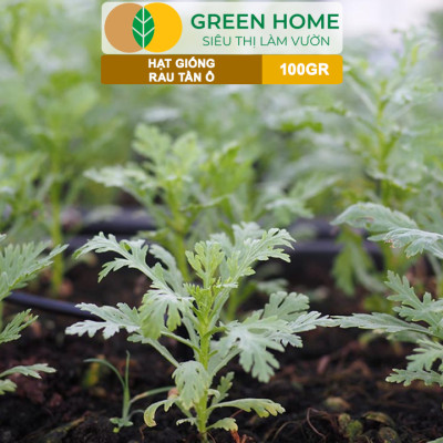 Hạt Giống Rau Tần Ô GreenHome, GÓI 100GR, Cải Cúc Dễ Trồng, Thu Hoạch Nhanh, Năng Suất Cao R34