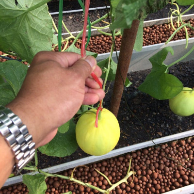 Viên đất sét nung (sỏi nhẹ leca / keramite) popper trồng xương rồng,sen đá, thủy canh, lọc nước THAILAND - 1 lít
