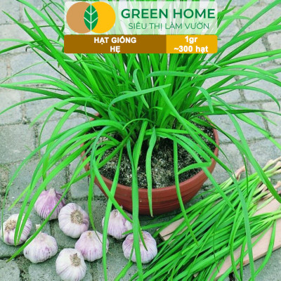 Hạt Giống Hẹ Cao Sản GreenHome, Gói 1g~300 hạt, Dễ Trồng, Nảy Mầm Cao, Thu Hoạch, Năng Suất Cao G04