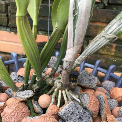 Viên đất sét nung (sỏi nhẹ leca / keramite) popper trồng xương rồng,sen đá, thủy canh, lọc nước THAILAND - 1 lít
